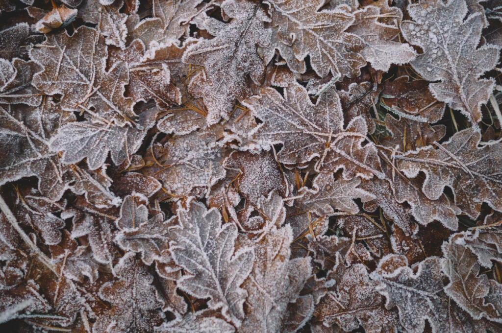 frozen leaves on floor in woods